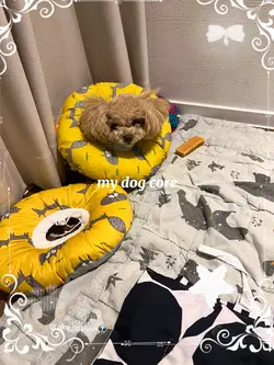 my dog core🐶