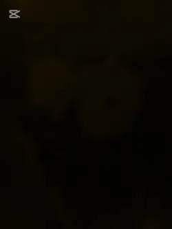 solo si gracias 