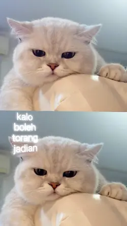 kaka ko manis bikin