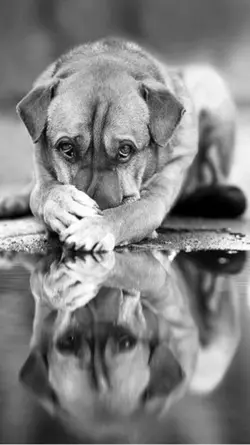 Tiere ♥️♥️