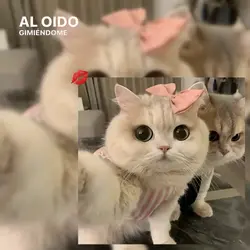 Cat couple