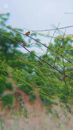 suara burung estetic