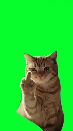 cute cat