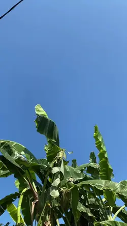 Cinematic viral