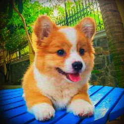 1 pic for your pet