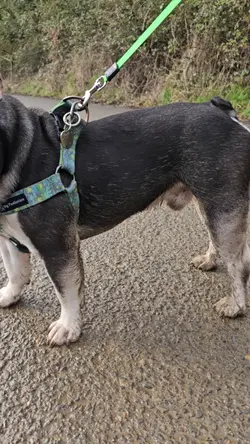muddy pupper