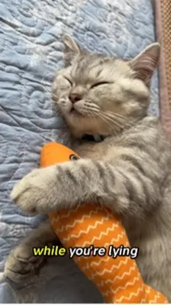 Funny cat meme