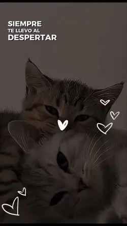 🤍