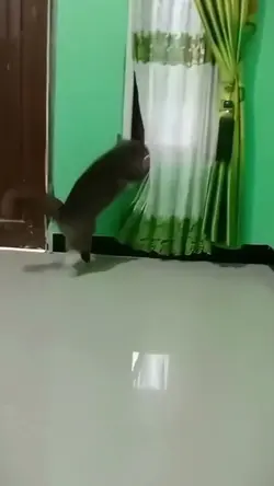 marah marah