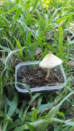 mẩu hay