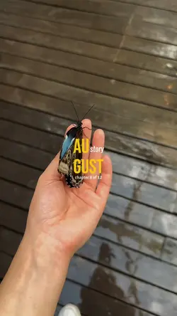 August story 