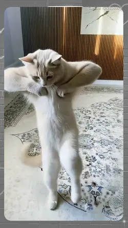 dancing cat