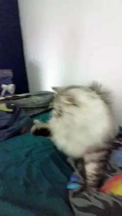 Gatto