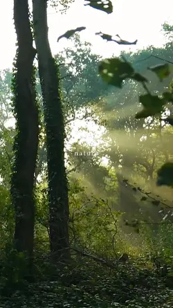 nature