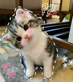 cutie cat