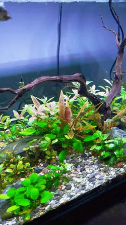 Aquascape