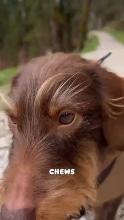 A dogs thought
