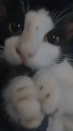 kita butuh kucing