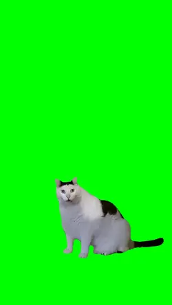 Huh Cat Greenscreen