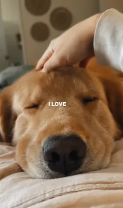 I love you dog