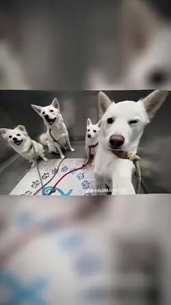 4 đứa đứa nào cái mặ