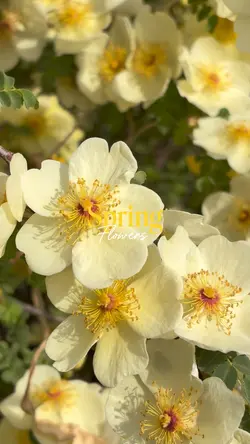 Spring flowers 