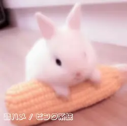 最近のさ毎日はね🐇