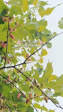 Panen buah labu siam