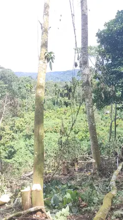 tutuik talingo 