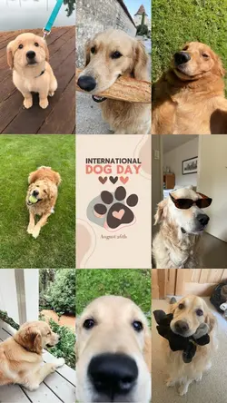 Intl. Dog Day
