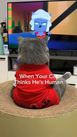 Cat Random Behavior