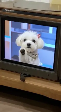 📺観て！ここだよ〜😃
