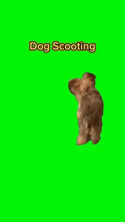 Dog Scooting 