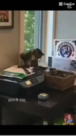 I love animals