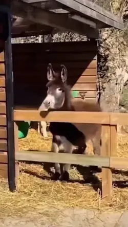 donkey transition