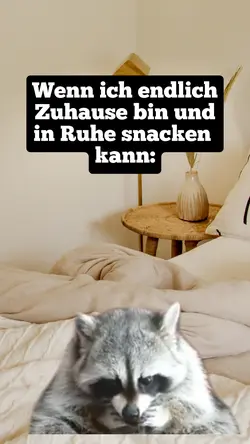 Waschbär 🦝