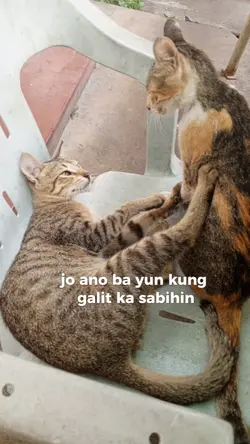 funny Cat 