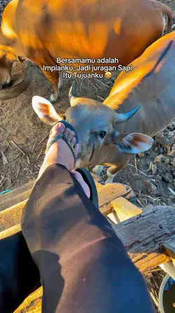Story Sapi