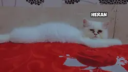 kucing lucu