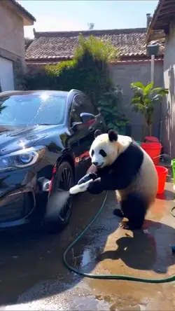 Panda cleaning car