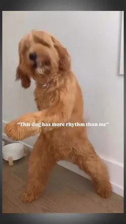 dancing dog