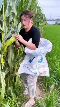 heey nyuri jagung