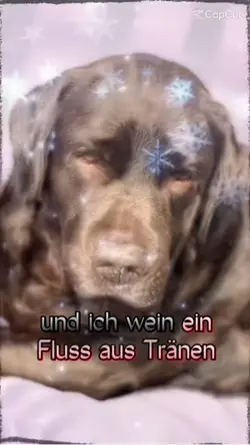 Hund Trauer 