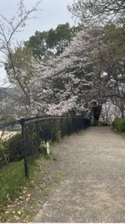 桜🌸