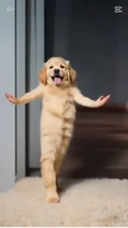 犬のダンス