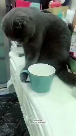 kucing jail 