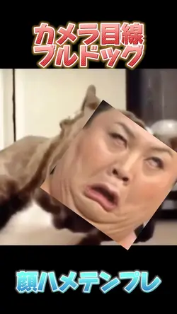 カメラ目線ブルドッグ顔ハメテンプレ