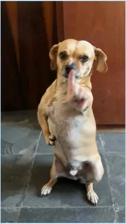 dancing dog