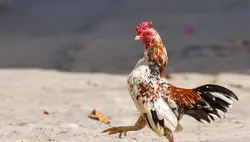 Gà nấu lá é.
