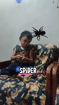 Spider